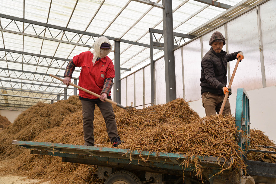 نبات مصمم لمكافحة التصحر يزيد دخل المواطنين المحليين شمالي الصين
