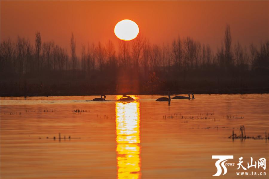 البجع الأبكم يختار شينجيانغ لقضاء فصل الشتاء على مدى 25 سنة متتالية