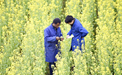 مجموعة صور: الطلاب الأجانب الذين يتعلمون التقنيات الزراعية في الصين