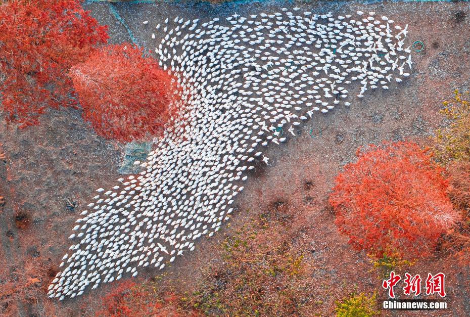 الاوز الأبيض يشكل لوحة فنية رائعة في الغابة الحمراء بمقاطعة جيانغسو