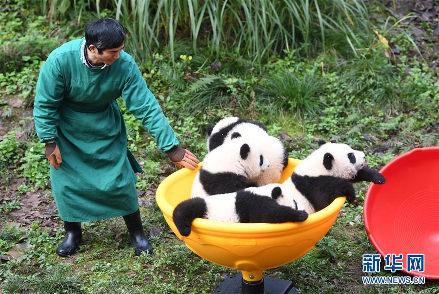 حديقة بتشونغتشينغ تحتفل بمرور 6 أشهر على ولادة 4 من دياسم الباندا