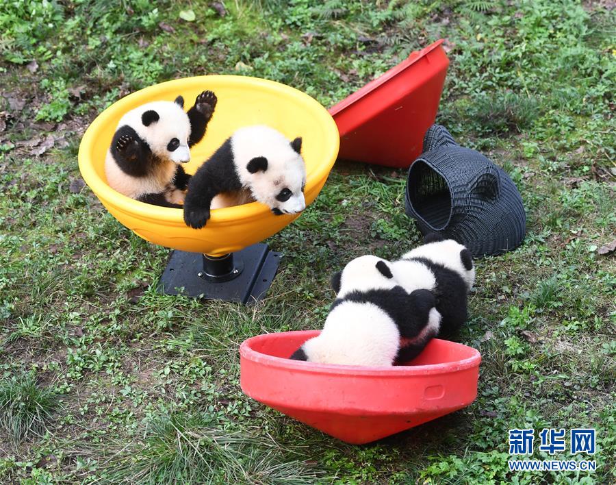 حديقة بتشونغتشينغ تحتفل بمرور 6 أشهر على ولادة 4 من دياسم الباندا