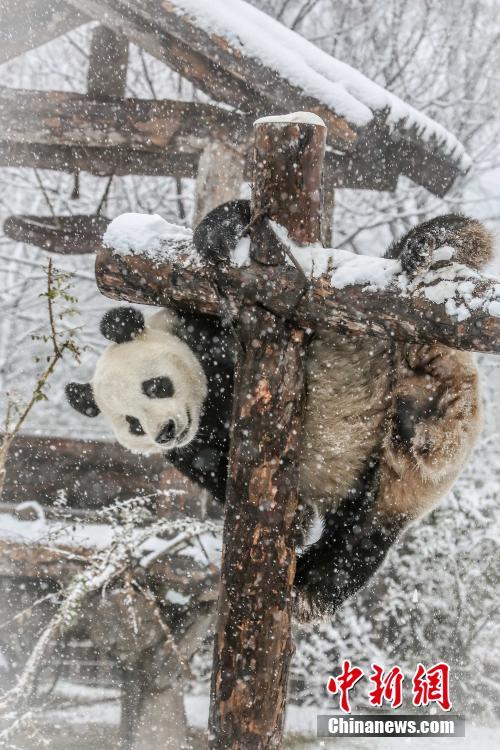 الباندا تلعب مسرورة في الثلوج