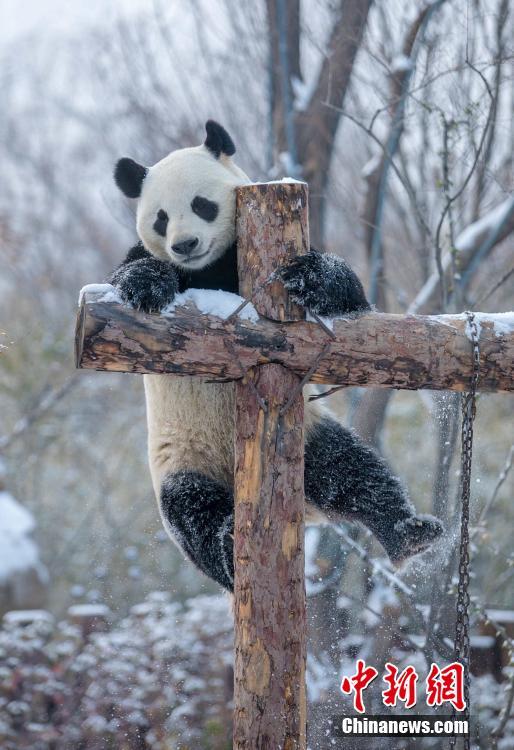 الباندا تلعب مسرورة في الثلوج