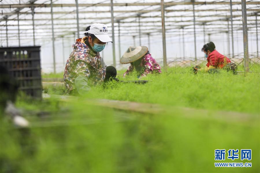 بدء العمل الزراعي فى الصين فى إطار مكافحة كورونا