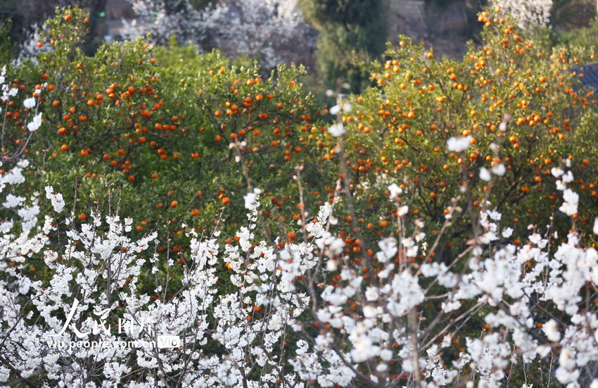 بالصور: أزهار الكرز تزين الحقول المدرجة بقويتشو