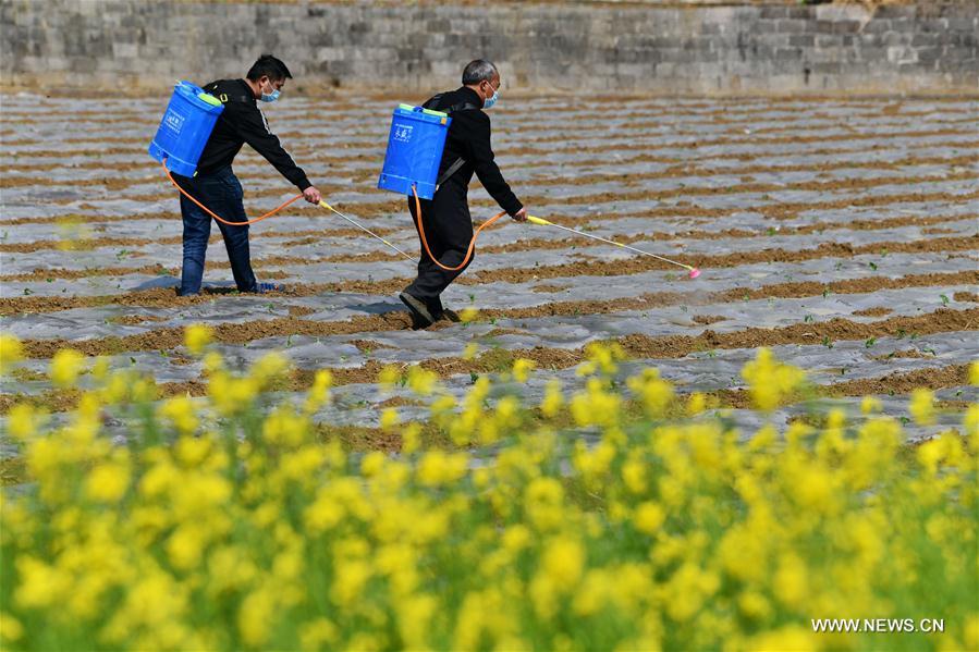 أعمال زراعية في جنوب غربي الصين