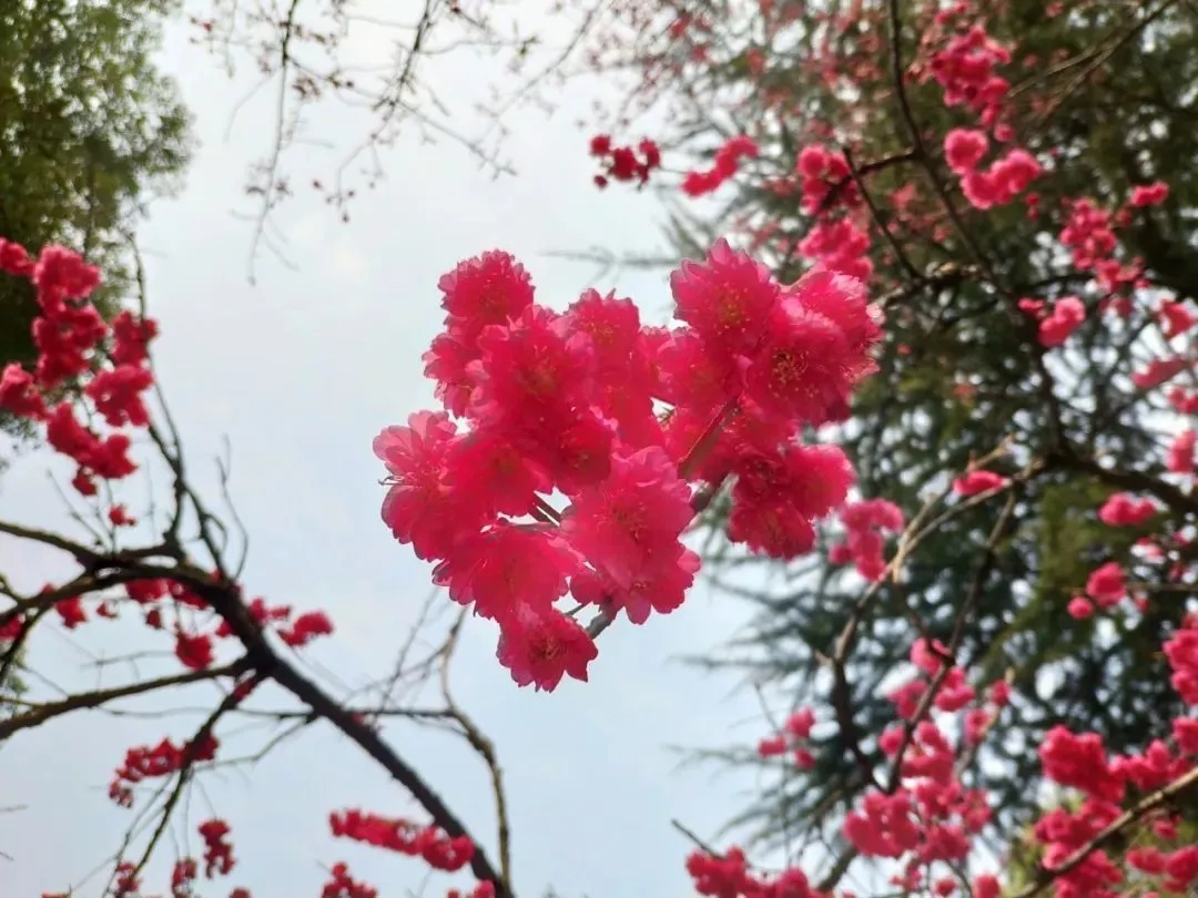 ازدهار أزهار الكرز في جامعة ووهان، 