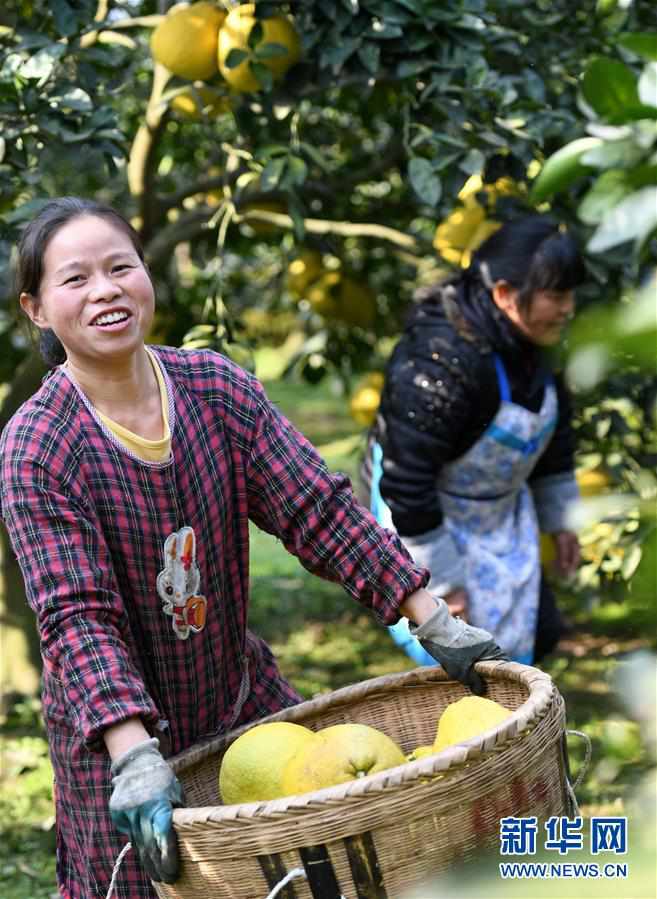 سيتشوان الصينية تنتشل 90 ألف شخص من الفقر عن طريق تطوير قطاعات الزراعة