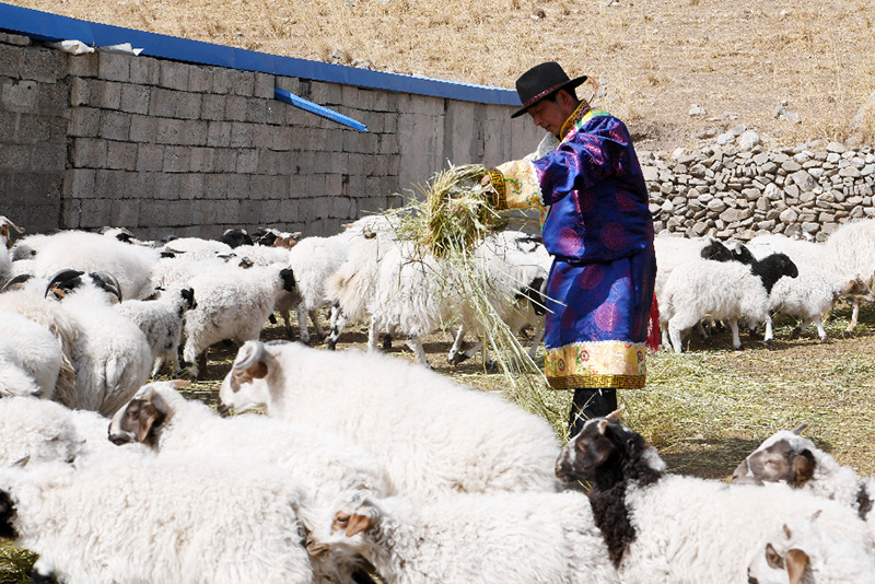 محافظة ذاتية الحكم لقومية التبت تودع الفقر المدقع في شمال غربي الصين