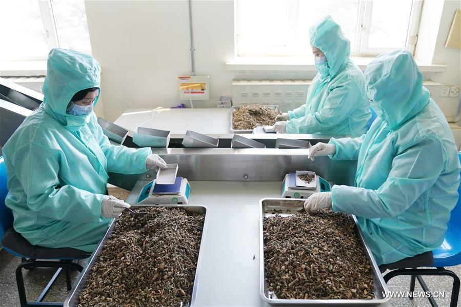إنتاج أدوية تقليدية صينية للوقاية من فيروس كورونا الجديد