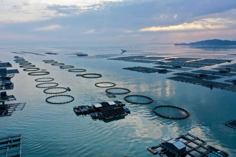 مزرعة تربية الأحياء البحرية في جنوب شرقي الصين