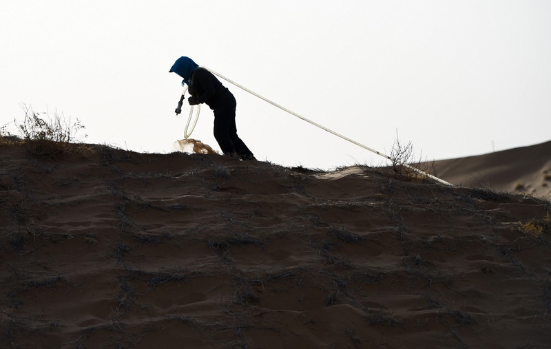 بالصور: زراعة نبات الرمل للحد من التصحر في منطقة منغوليا بشمال الصين