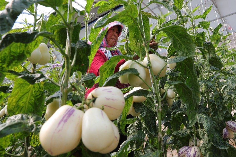  تطوير الزراعة في الأراضي شبه الصحراوية في شمال غربي الصين