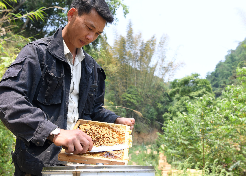 النحل يساعد المزارعين على زيادة الدخل في جنوبي الصين