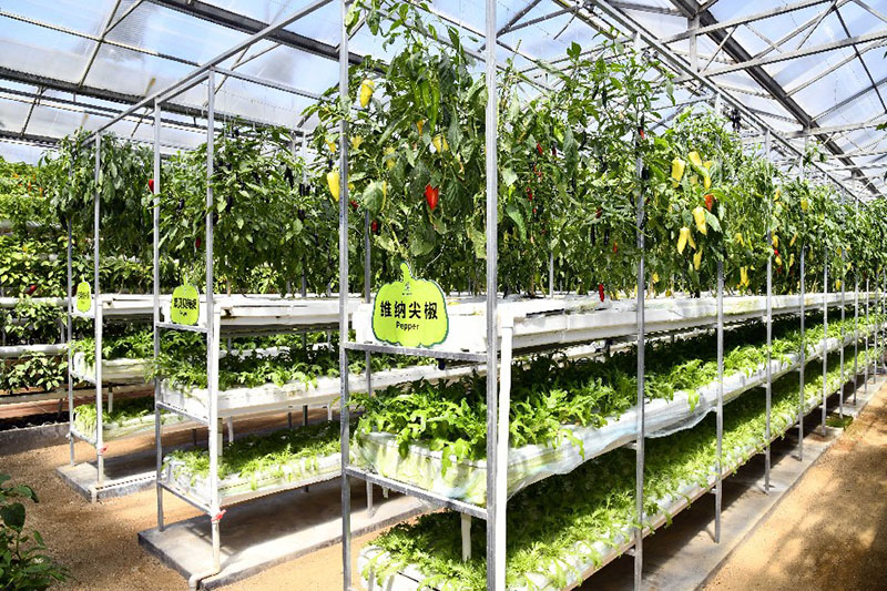 زراعة الخضروات بدون تربة في شرقي الصين