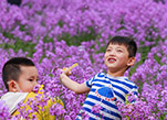 رائحة زهور الخزامي (اللافندر) العطرة تنعش نفوس ضيوف شينجيانغ