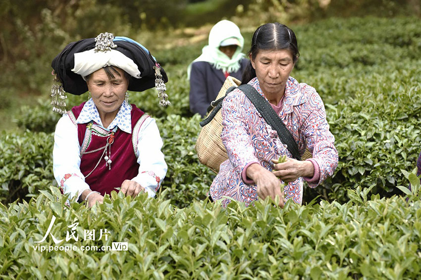 صور: انطلاق موسم قطف الشاي في مقاطعة يونان
