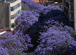 إزدهارشجرة الجاكاراندا يزيد مدينة الورود "كونمينغ" أناقة وعطرا