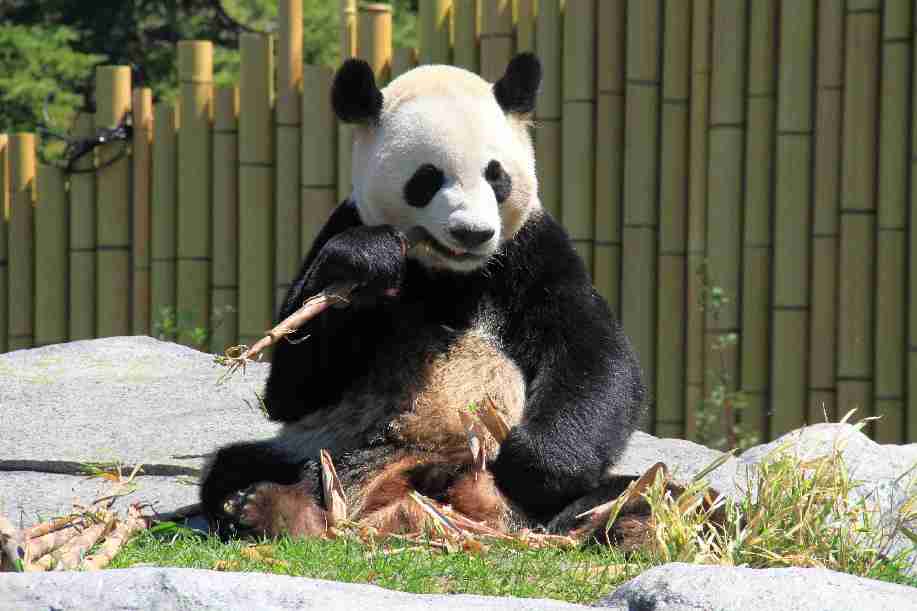 حديقة كندية تعتزم إعادة حيواني باندا عملاقة إلى الصين بسبب قلقها إزاء قلة قصب البامبو المفضل للباندا