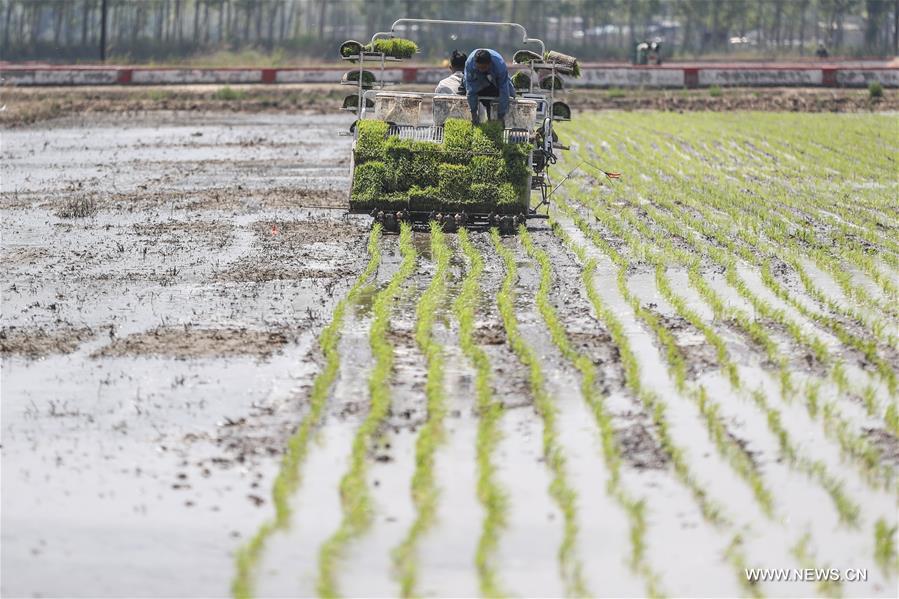 زراعة الأرز بشمال شرقي الصين