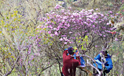 باحثون صينيون يعثرون على زهور الفلورا المنقرضة في البرية