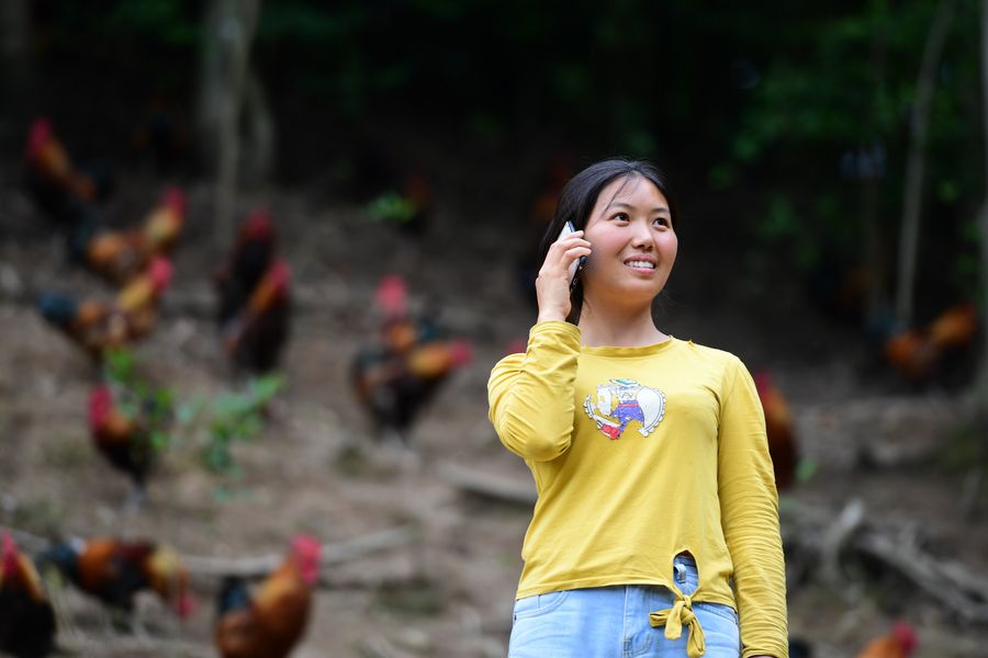 فتاة جامعية صينية تربي الدجاج لتحقيق الثروة