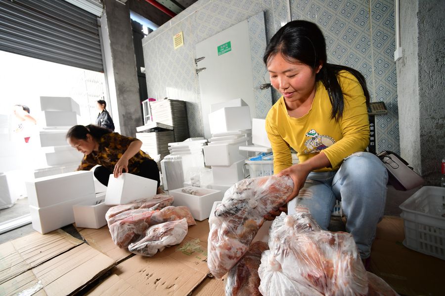 فتاة جامعية صينية تربي الدجاج لتحقيق الثروة