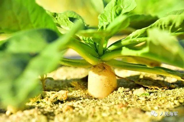 الصين تنجح في زراعة الخضروات على شاطئ رملي بجزر شيشا