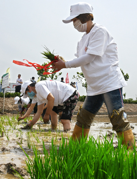 بدء موسم زراعة الأرز البحري في الصين