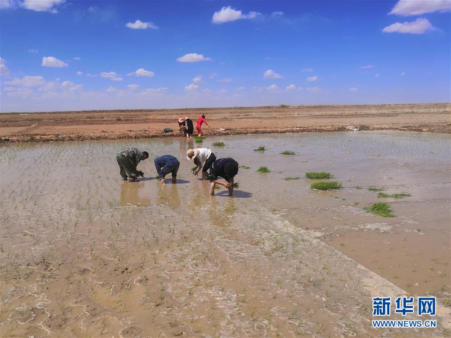 الصين تزرع الأرز البحري على هضبة تشينغهاي- التبت