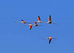 لأول مرة .. طائر النحام "الفلامنغو" يظهر في منتزه بحيرة أولونغو بمنطقة شينجيانغ