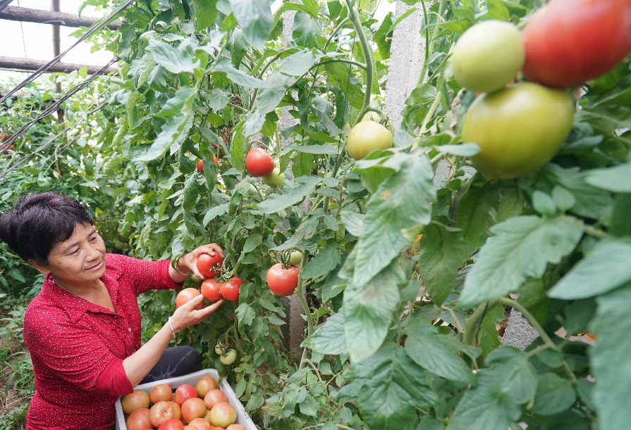  تعزيز حصاد الخضراوات في شمالي الصين لأجل ضمان العرض في بلديتي بكين وتيانجين