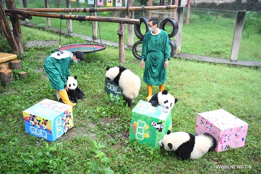 حفلة عيد ميلاد لأربعة حيوانات باندا عملاقة في جنوب غربي الصين