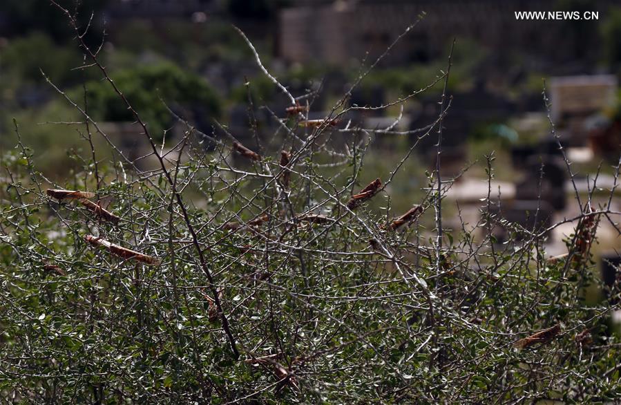 الجراد الصحراوي في اليمن