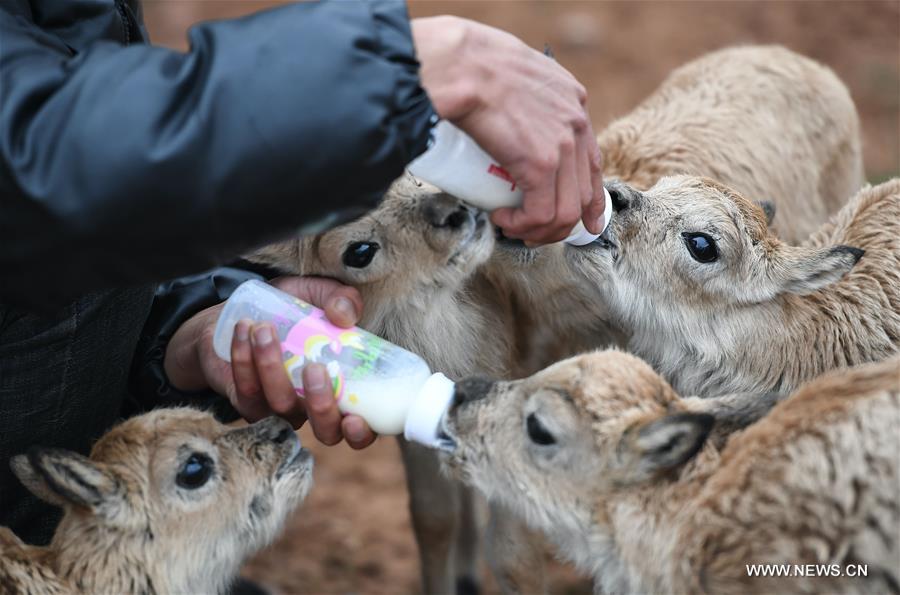 إنقاذ 11 من صغار الظباء التبتية النادرة في شمال غربي الصين