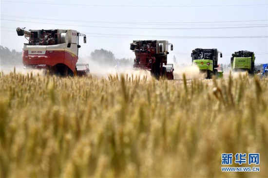 الصين تشهد حصادا وافرا من الحبوب الصيفية في عام 2020 رغم الوباء