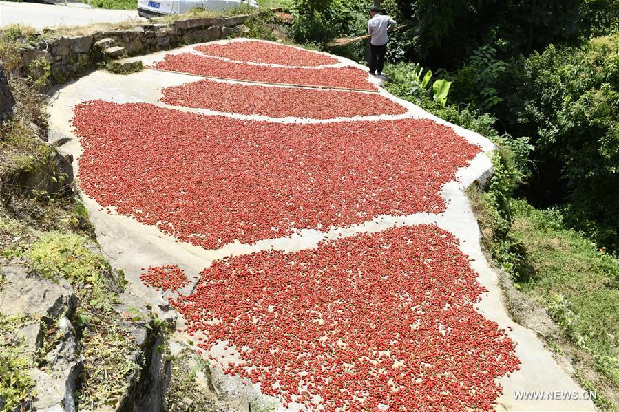 زراعة الفلفل على مساحة أكثر من 360 ألف هكتار في جنوب غربي الصين