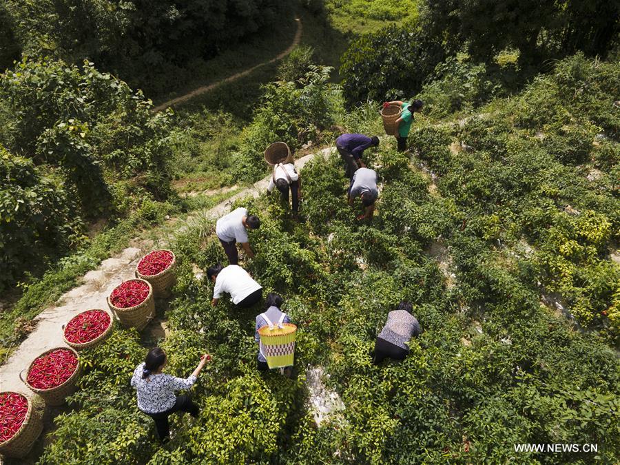 زراعة الفلفل على مساحة أكثر من 360 ألف هكتار في جنوب غربي الصين
