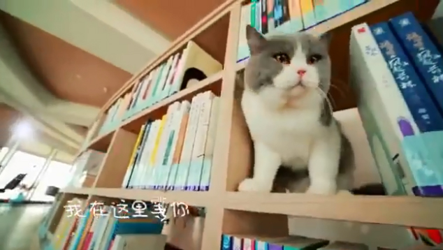 قطط تريح قلوب القرّاء الوحيدين في مكتبة بتيانجين