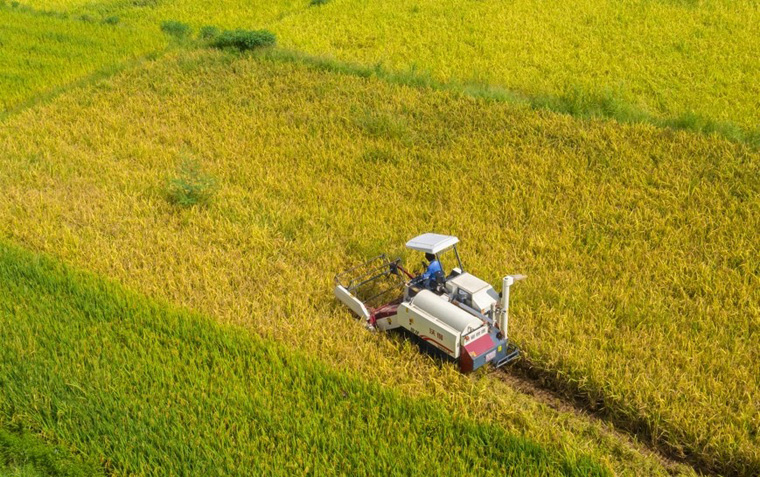 حصاد زراعي وفير في الصين رغم تتابع الكوارث الطبيعية