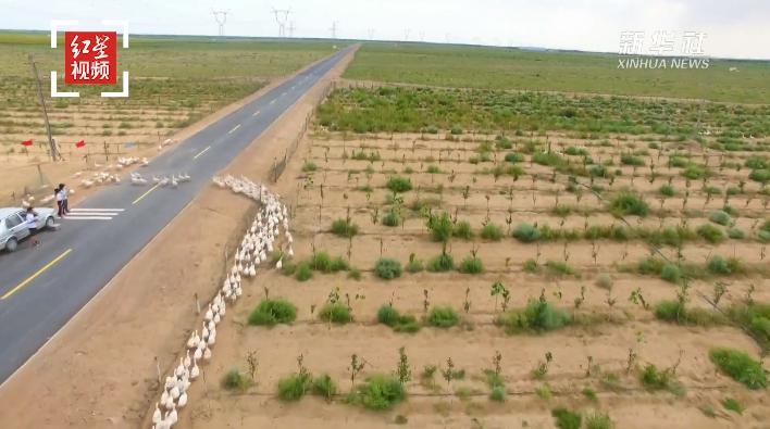 استخدام الإوز لإزالة الأعشاب الضارة في صحراء بشمالي الصين