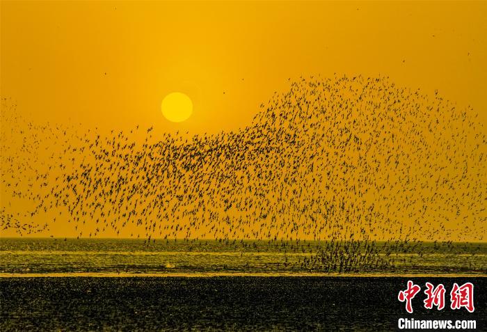 بالصور: أمواج من الطيور في الأراضي الرطبة شمال الصين