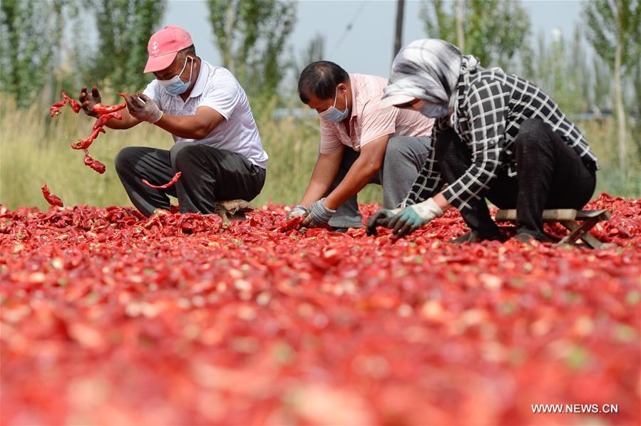 حصاد الفلفل الحار في منطقة شينجيانغ بشمال غربي الصين