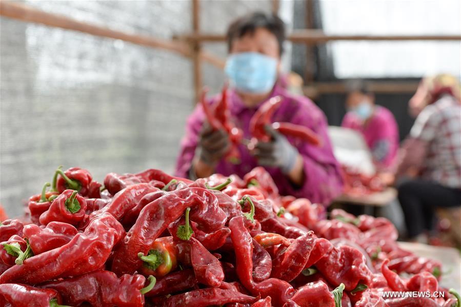 حصاد الفلفل الحار في منطقة شينجيانغ بشمال غربي الصين