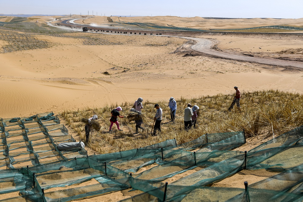 بالصور.. بناء شبكات عشبية لتثبيت الرمال على طول طريق سريع صحراوي بنينغشيا
