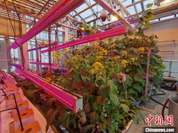 الصينيون يزرعون الخضروات في محطتها البحثية بالقطب الجنوبي