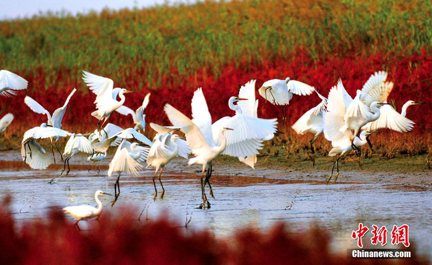 الطيور المهاجرة تحط في مصب النهر الاصفر ببحر بوهاي