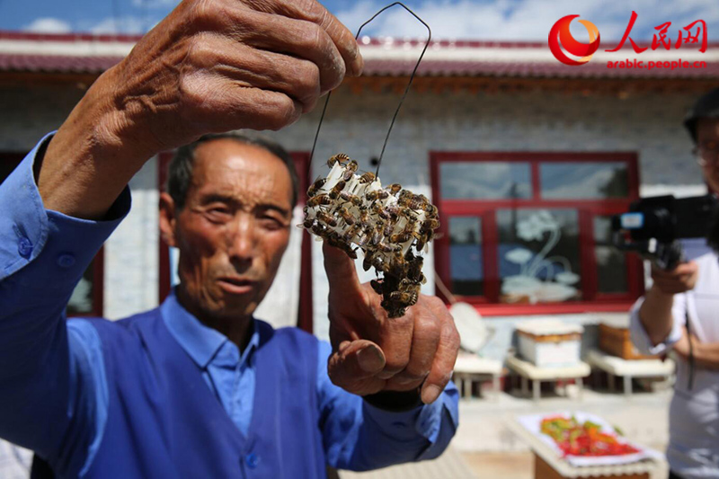 عسل النحل جعل حياة سكان محافظة صينية فقيرة 