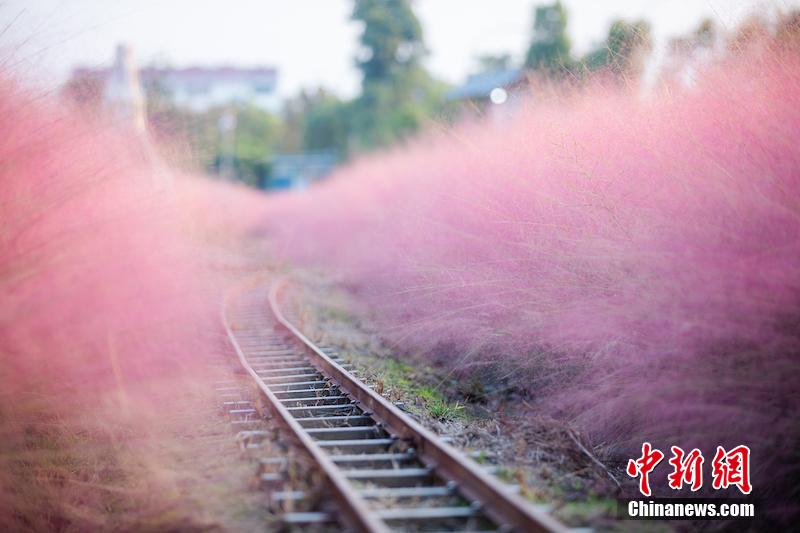 البساط الوردي بالصين قبلة السياح أثناء عطلة العيد الوطني